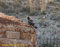 Arturo fotografato a Marsala nell'autunno 2007