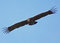 Avvoltoio monaco in volo sopra la sede del workshop.