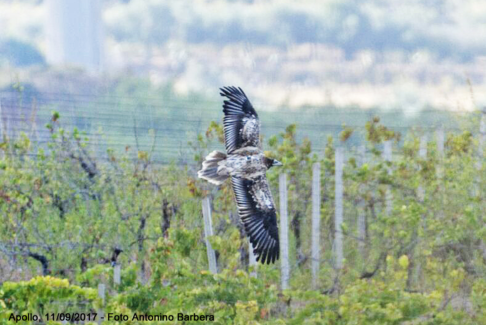 Apollo in volo nei dintorni di Mazara del vallo (TP).